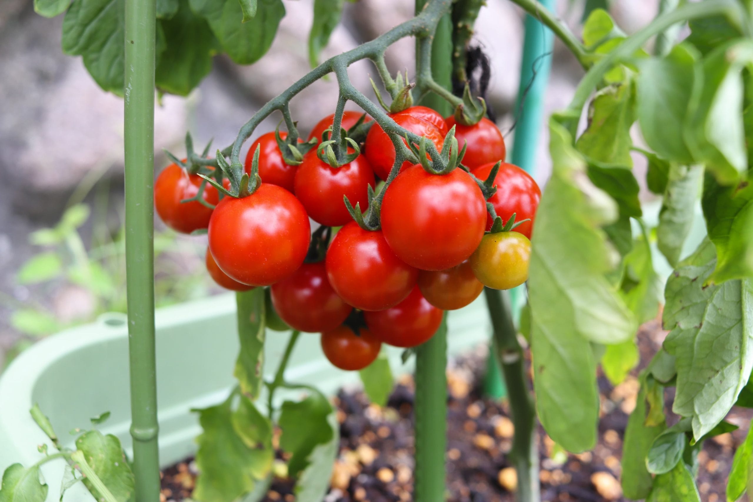 六甲ファーム3年目！ | 知的障害者入所施設 六甲園